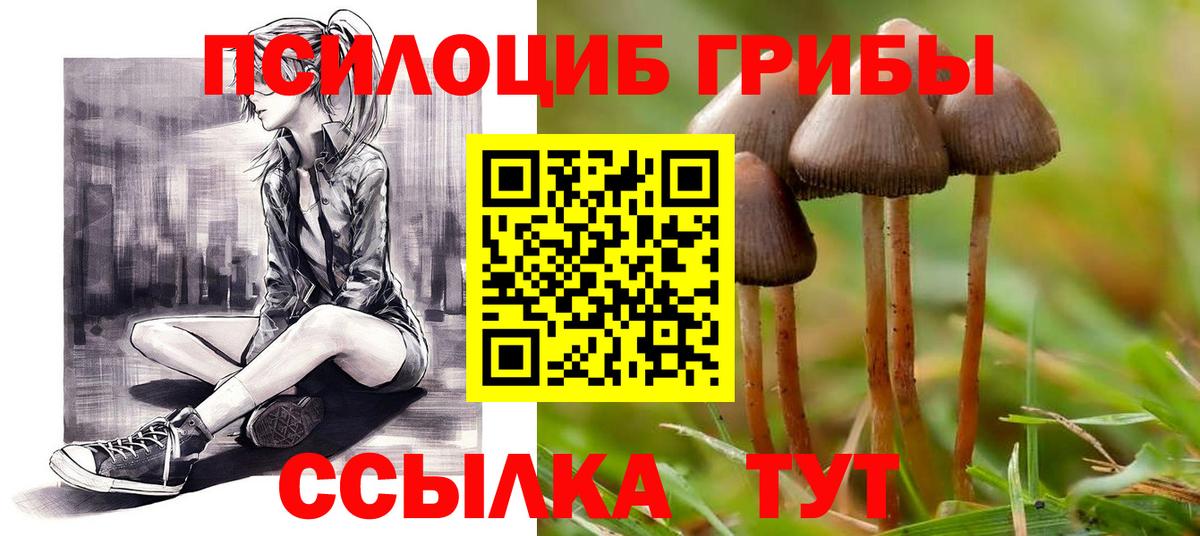 Псилоцибиновые грибы Cubensis  Вход с VPN  Владимир 